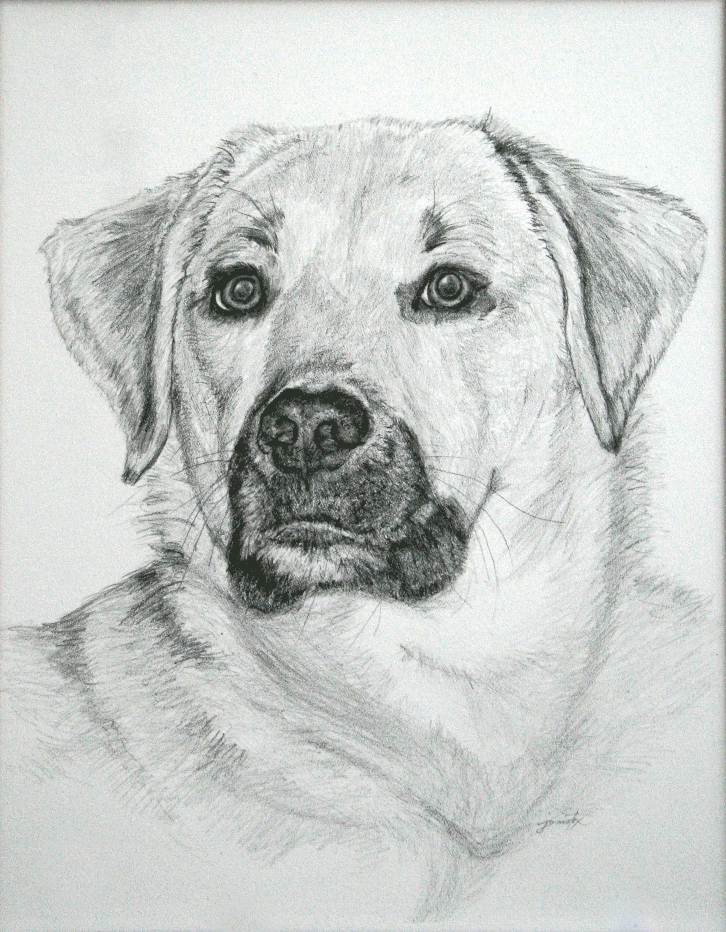 Pencil sketch of a dog.