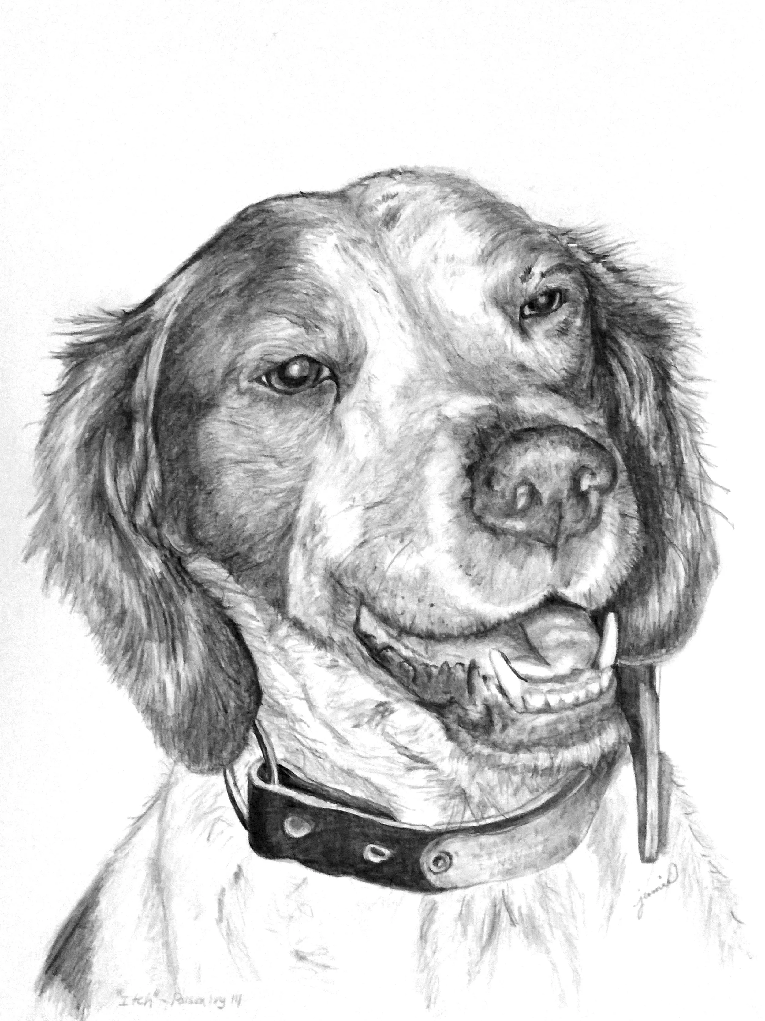 Pencil sketch of a happy little Brittany Spaniel dog.