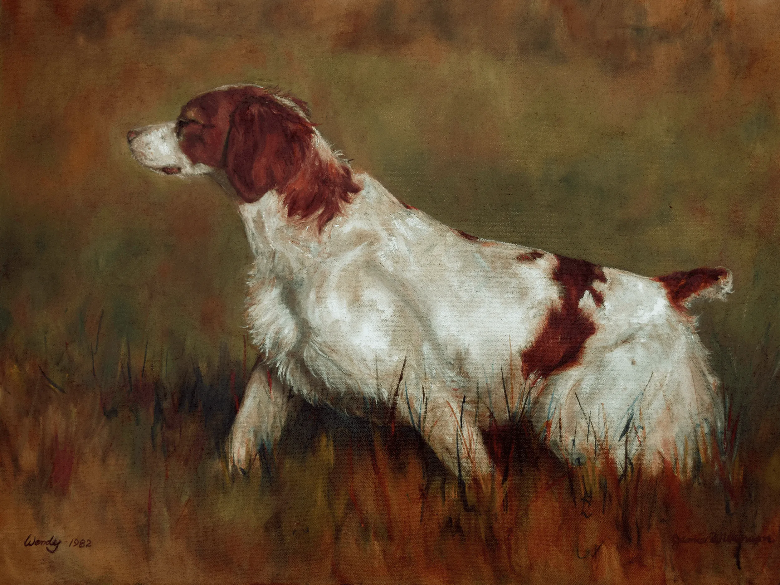 Am orange and white AKC champion Brittany Spaniel on point in the field.