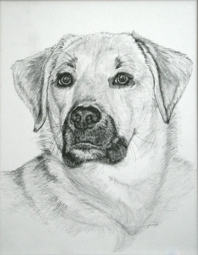 Pencil sketch of a dog.