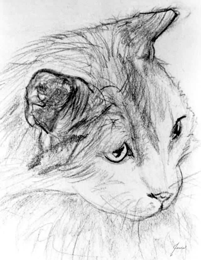 Pencil sketch of a cat’s face