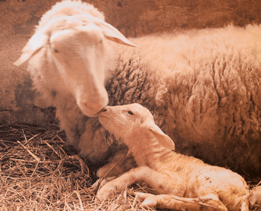 Spring Lamb Feast Card