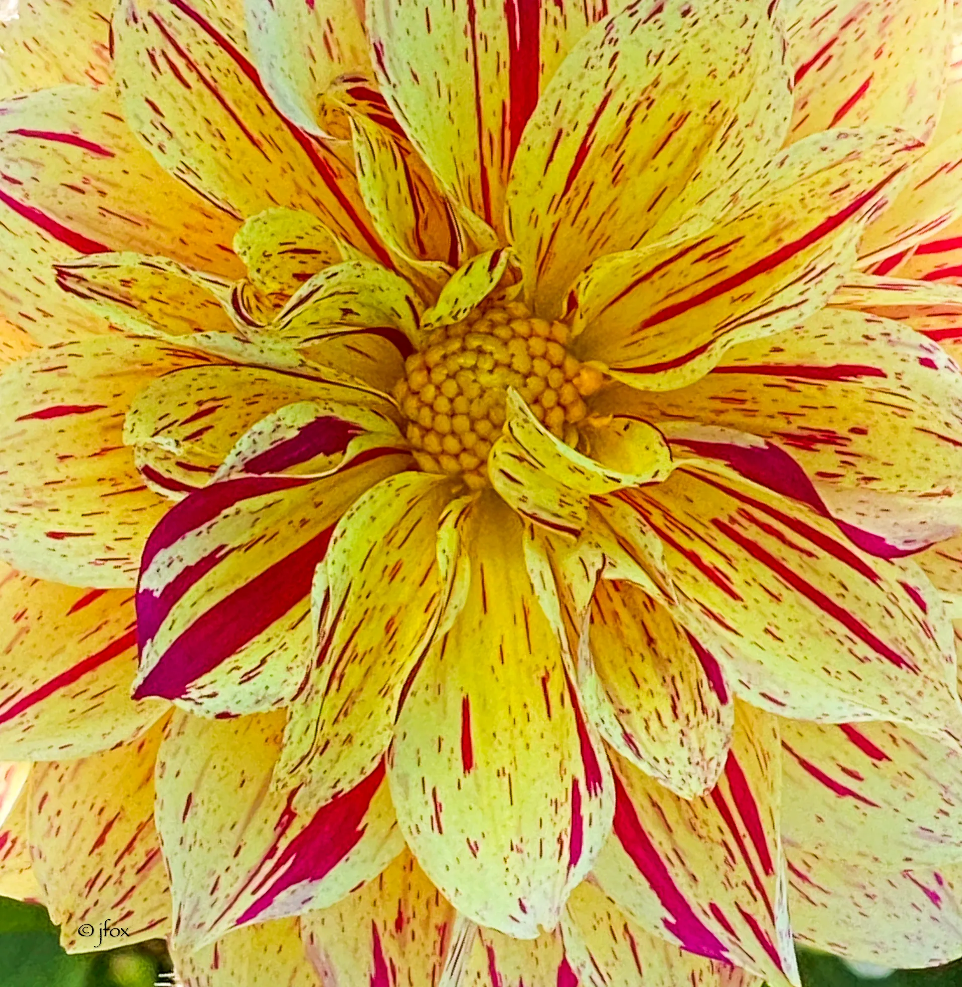 A large blooming bright yellow dahlia with burgundy streaks fills the frame.