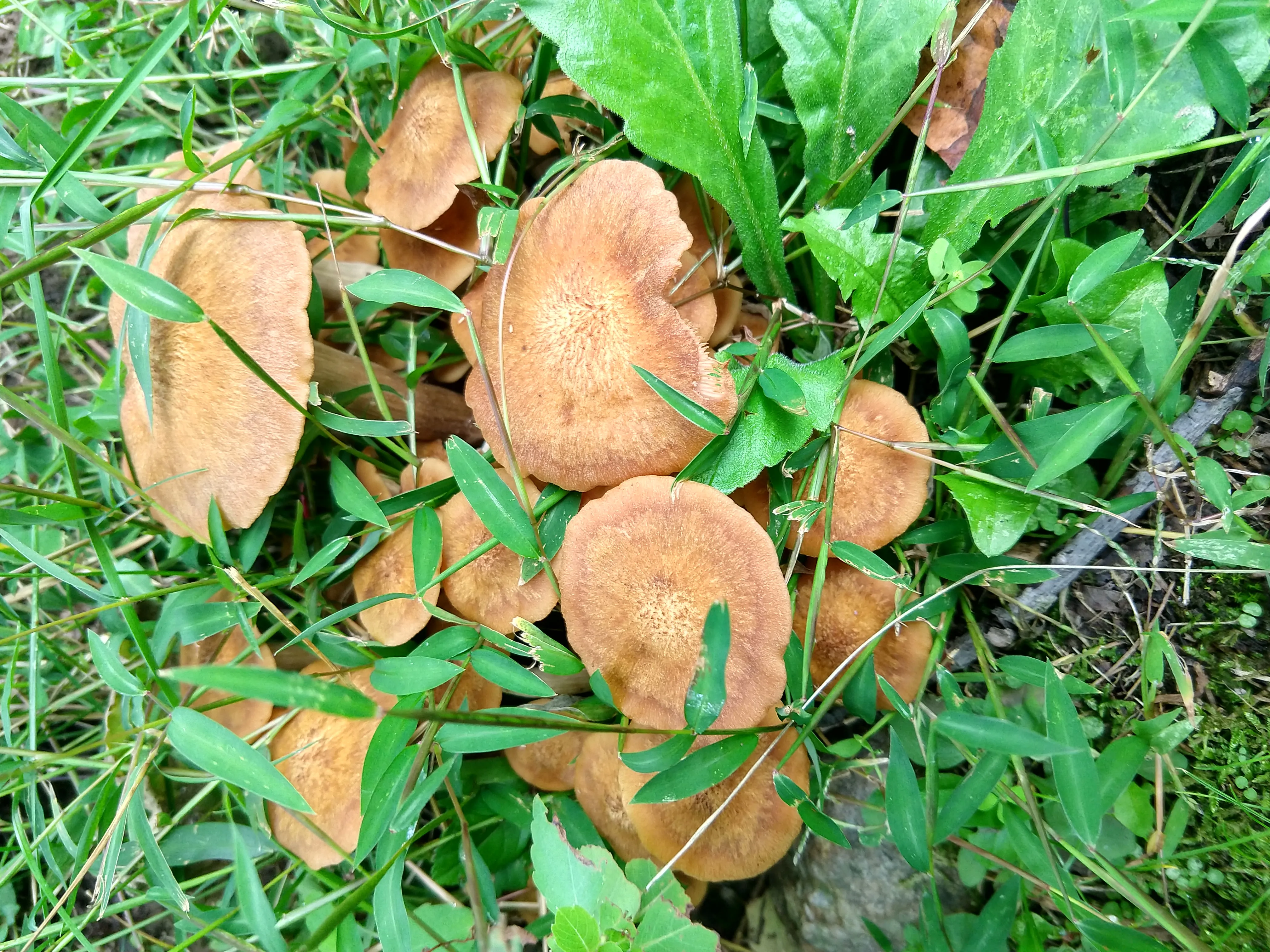 Fungus 5