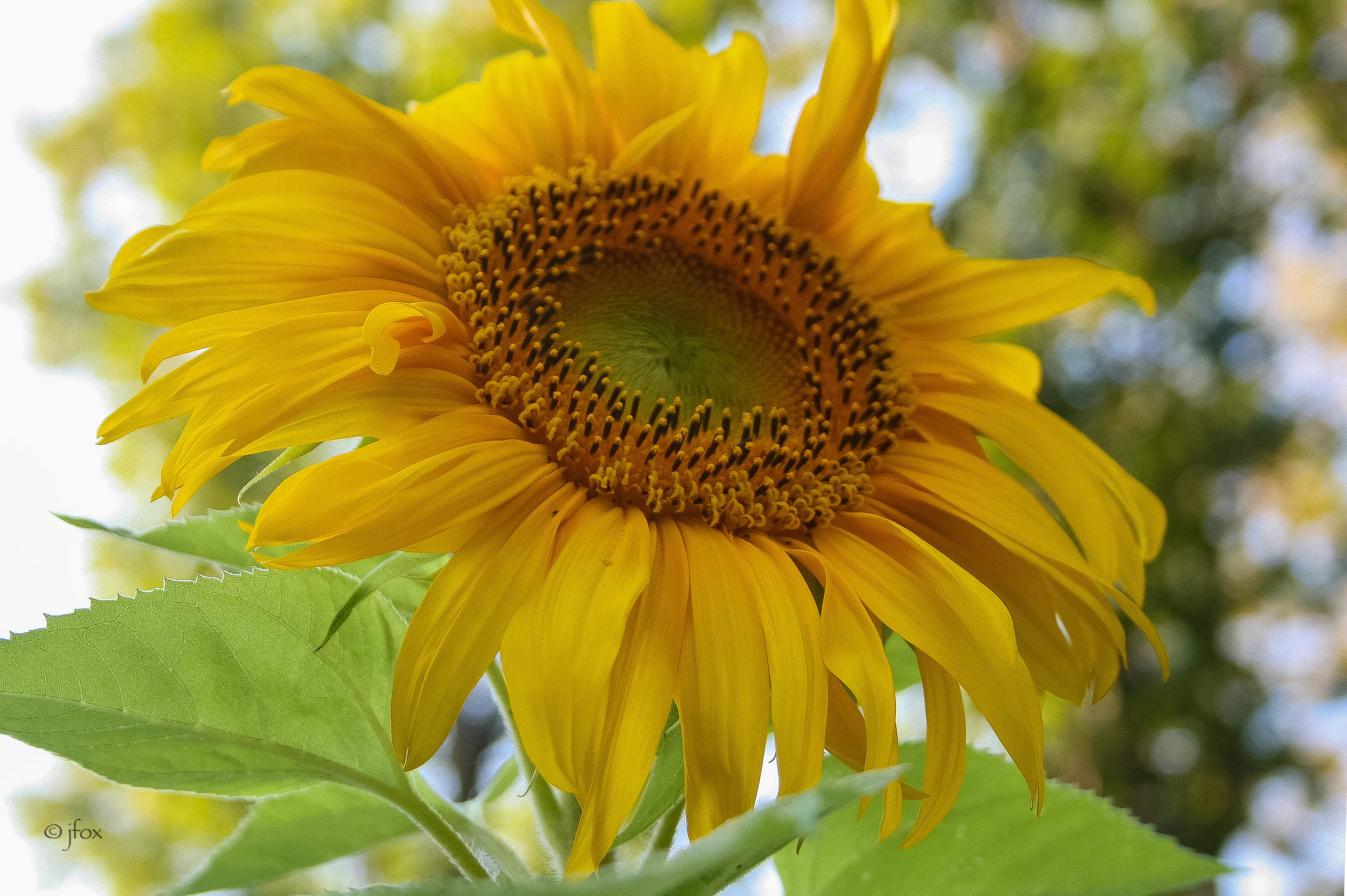 A blooming yellow sunflower with brown center bathes in sunshine.