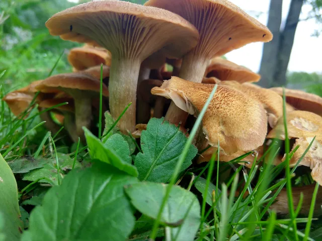 Fungus 2