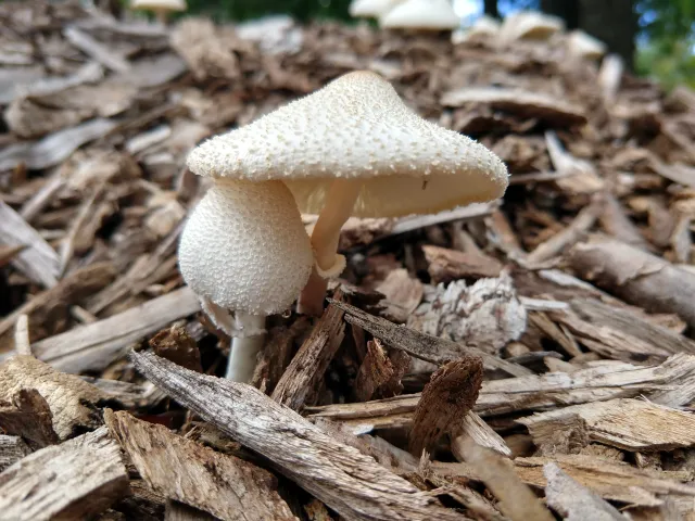 Fungus 3