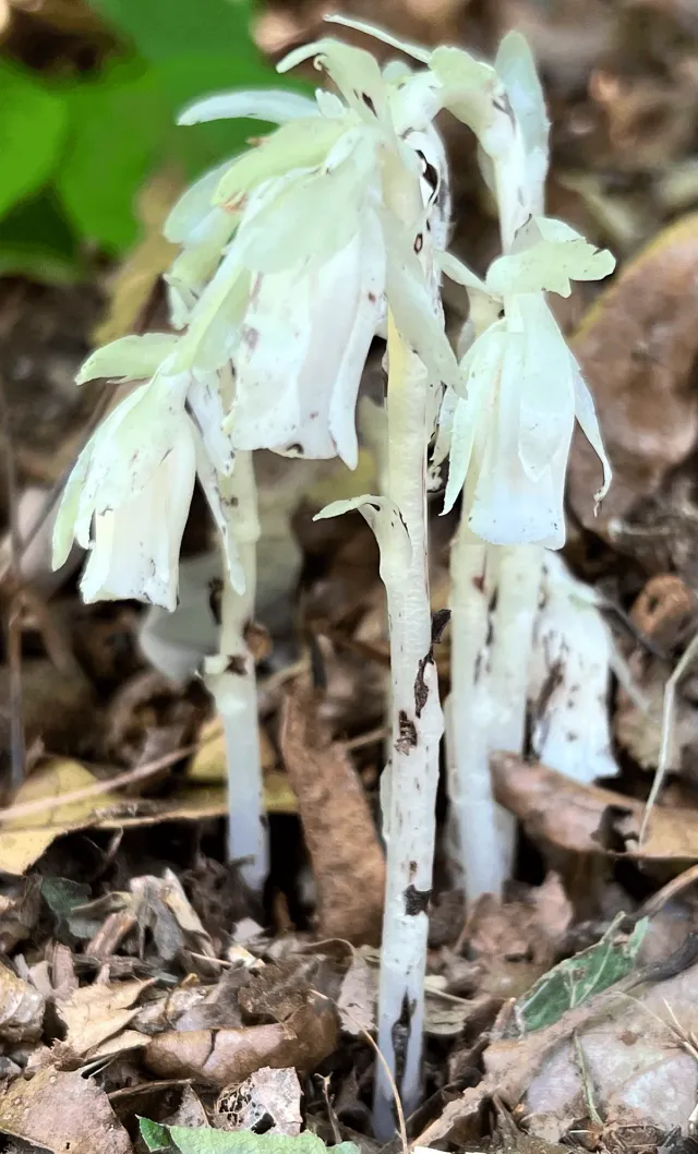 Ghostpipes